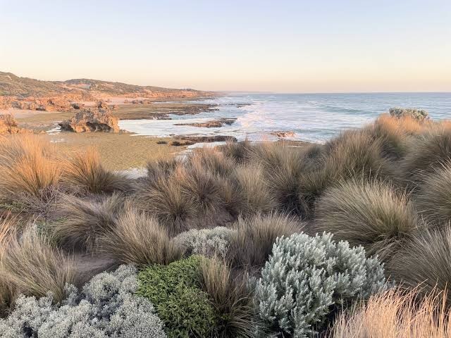 Rocky Peninsula shoreline at dusk with coastal tussock grass across the foreground dunes