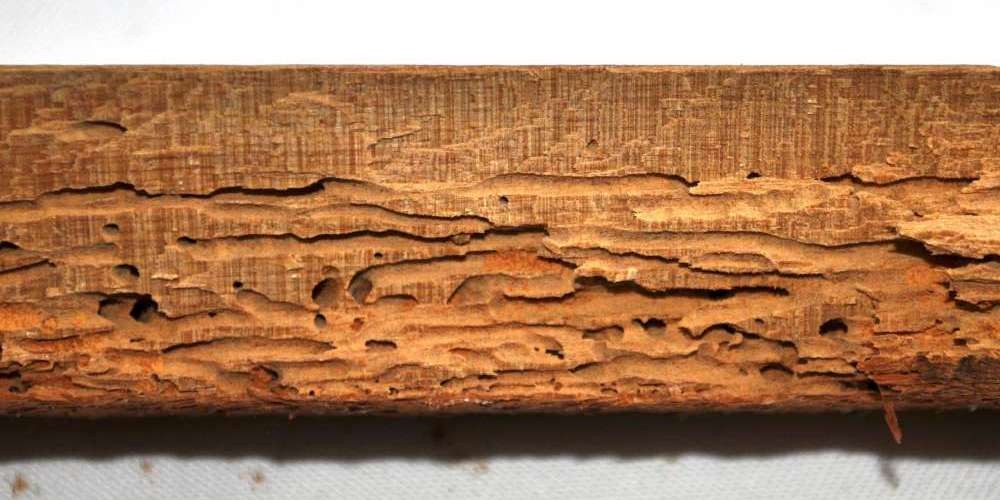 Borer exit holes visible in a timber floorboard with powdery frass around them